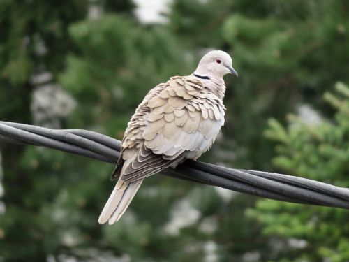 pigeon nature bird