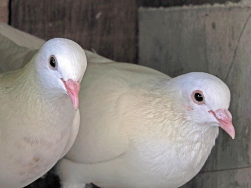 pigeon pair bird