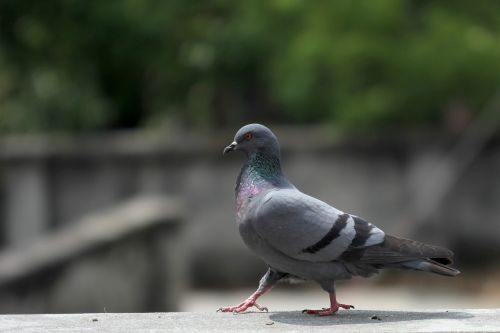 pigeon walk pride