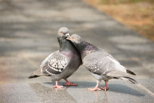 pigeon love nature