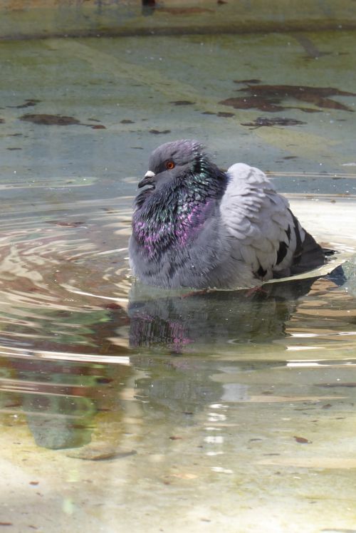 pigeon water bath