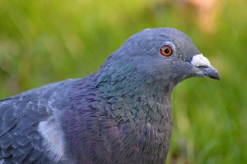 pigeon blue bird
