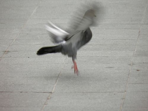 pigeon take off birds