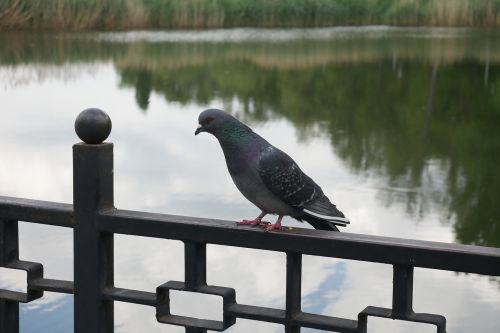 pigeon bird nature