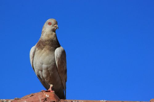 pigeon bird nature
