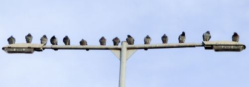 pigeon bird birds