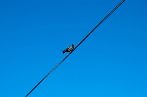 pigeon cable sky