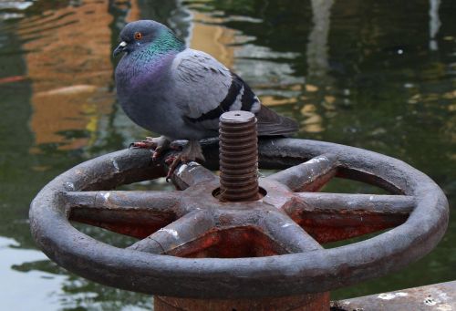 pigeon bird dove