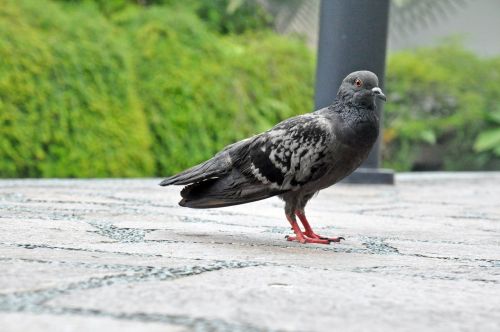 pigeon bird dove