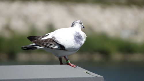 pigeon ring symbol