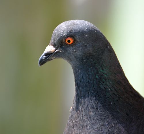 pigeon bird eyes