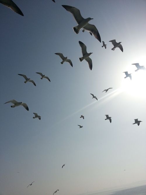 pigeon sea sky