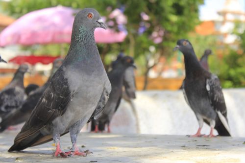 pigeon birds flying