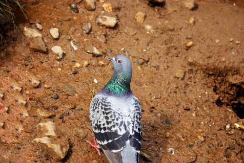 pigeon bird dove