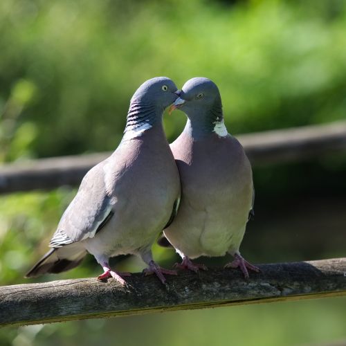 pigeon love kiss