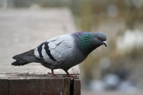 pigeon bird fly