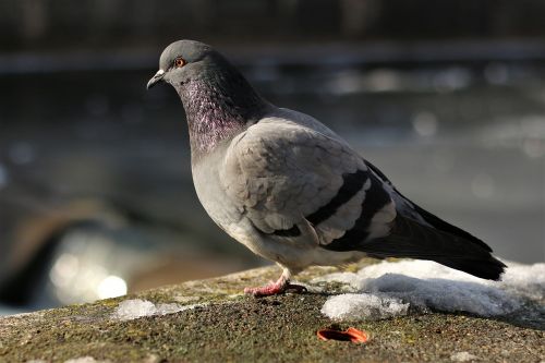 pigeon bird city