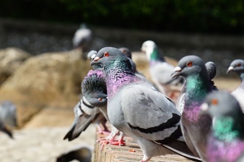 pigeon static pet
