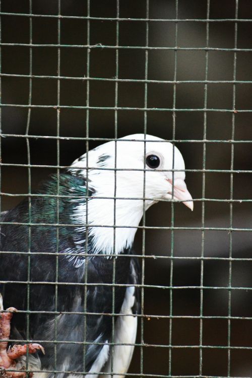 pigeon caged pigeon bird
