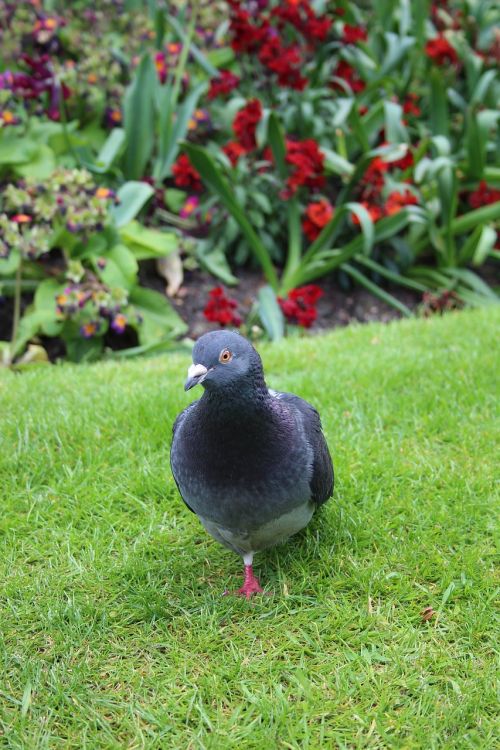 pigeon park bird