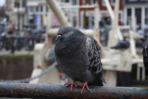 pigeon pigeon-resting bird