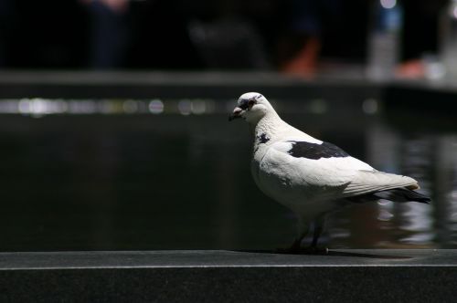pigeon bird water