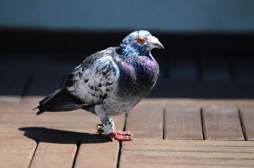 pigeon bird animal