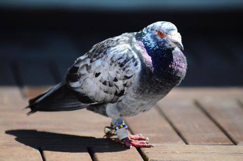 pigeon bird animal