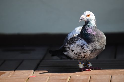 pigeon bird animal