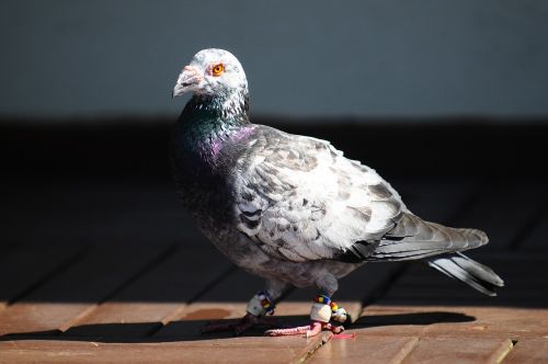 pigeon bird animal