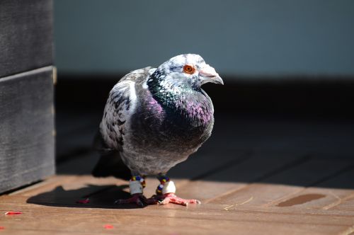 pigeon bird animal