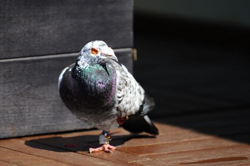 pigeon bird animal