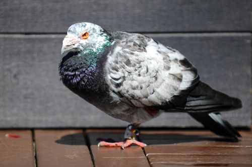 pigeon bird animal