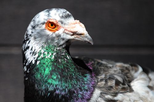 pigeon bird animal