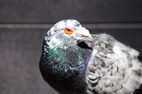 pigeon bird animal