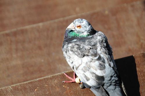 pigeon bird animal