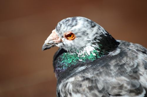 pigeon bird animal