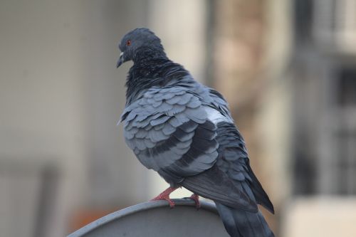 pigeon warming up bird