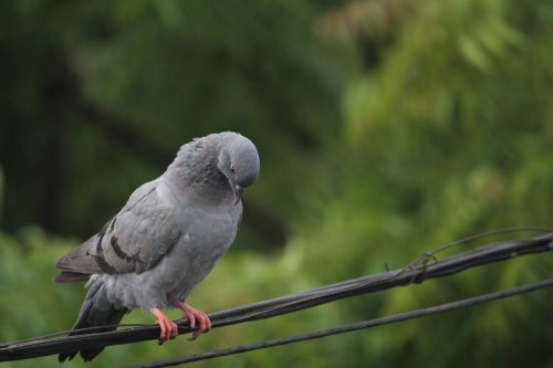 pigeon wise bird