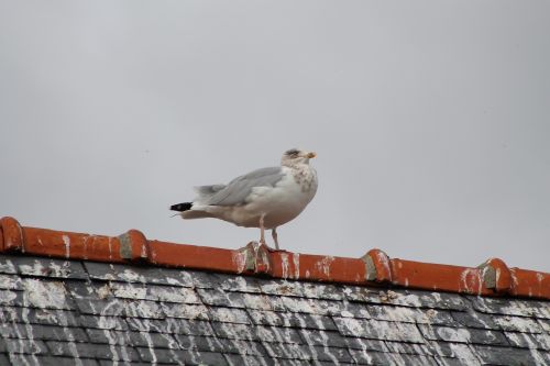 pigeon roof bird