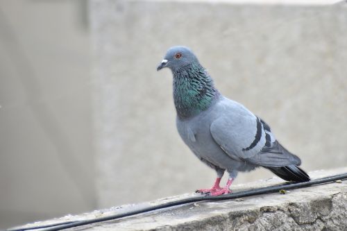 pigeon bird feral pigeons