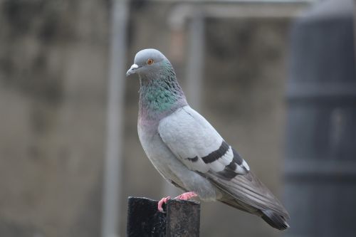 pigeon bird columba livia