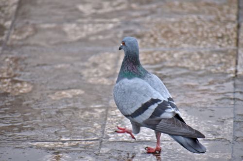 pigeon rain walking feral pigeon