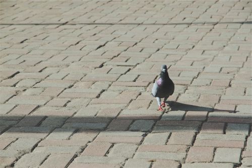 pigeon bird cobblestone