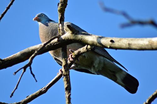 pigeon örvösgalamb bird