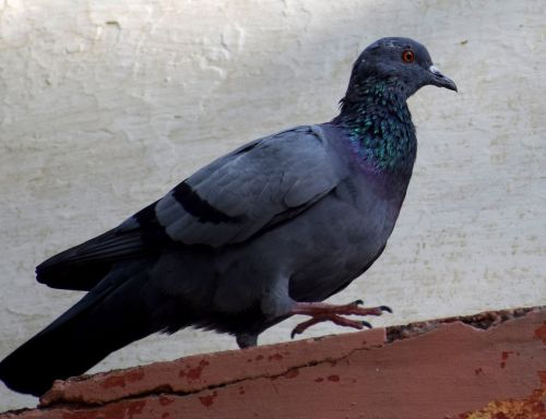 pigeon birds nature