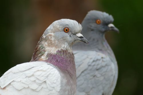 pigeon bird fauna