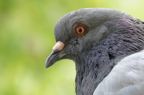 pigeon feather bird