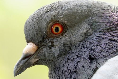 pigeon eye beak