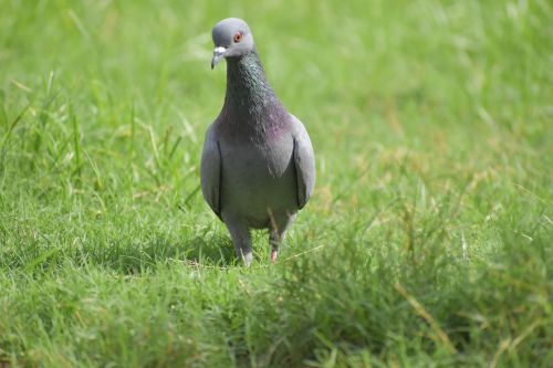 pigeon bird columbidae